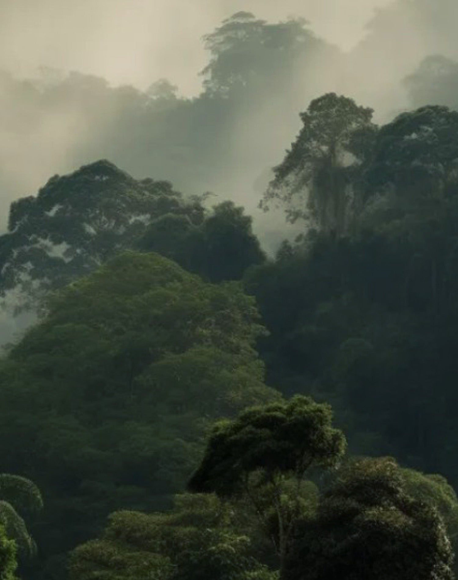 Regenwald Panama, Aufforstung